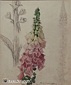 VBS_1214 - Camillo Boito - L'Arte Italiana e l'Ornamento Floreale 1898